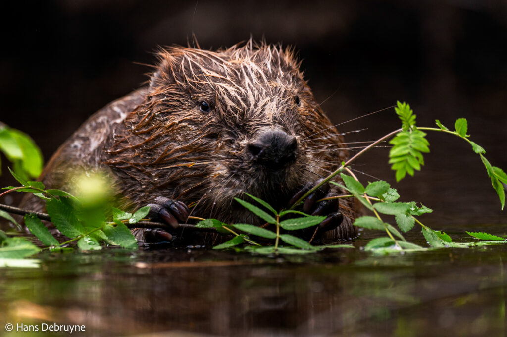 Bever – foto: Hans Debruyne