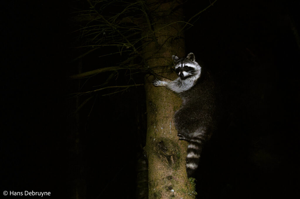 Wasbeer – foto: Hans Debruyne