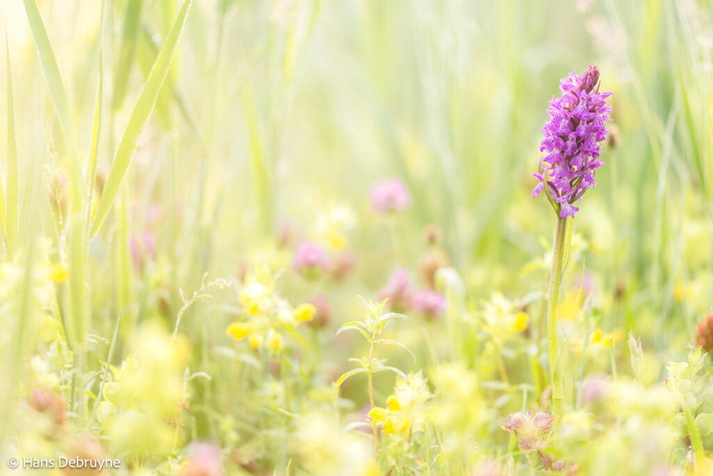 Rietorchis tussen ratelaar - foto: Hans Debruyne