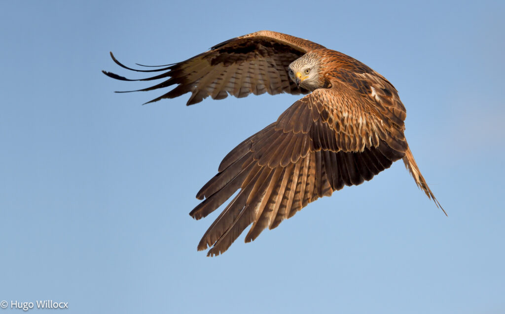 Rode wouw – foto: Hugo Willocx