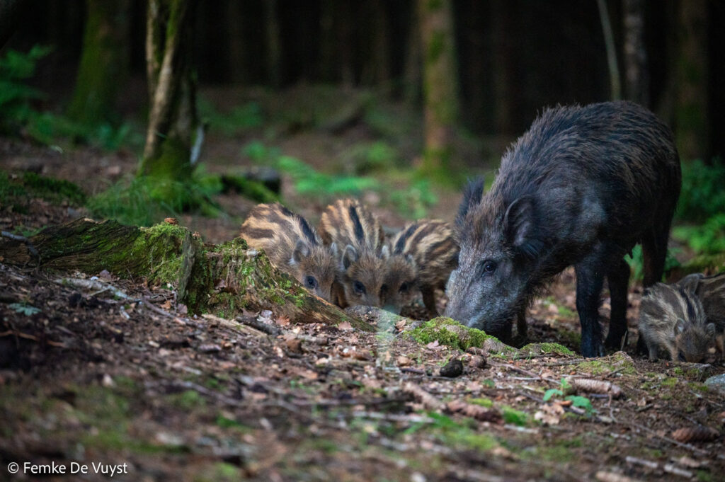 Zoogdierenhut – foto: Femke De Vuyst