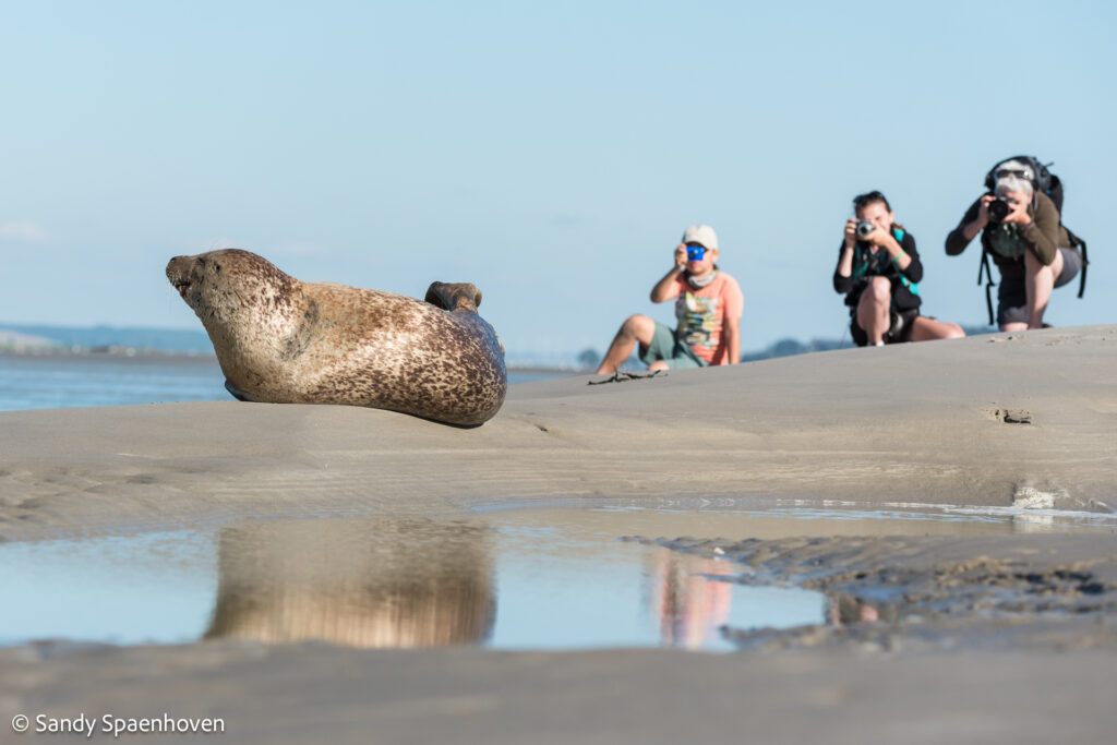 Zeehond met fotografen – foto: Sandy Spaenhoven